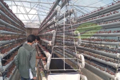 مشاوره به گلخانه ان اف تی هیدروپونیک