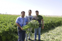 مشاوره به زمین کشت کرفس