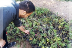 بررسی وضعیت گل و گیاه