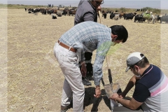 نمونه برداری از خاک مزرعه