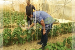 بازدید و مشاوره حضوری از گلخانه فلفل