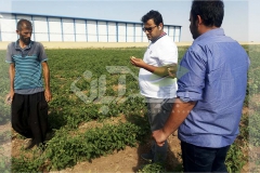 بررسی و بازدید مزرعه صیفی جات