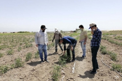 بازدید و مشاوره در مزرعه گوجه فرنگی