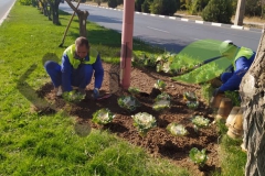 کاشتن کلم زینتی