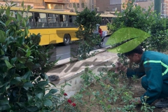 هرس و کاشت گیاهان جدید