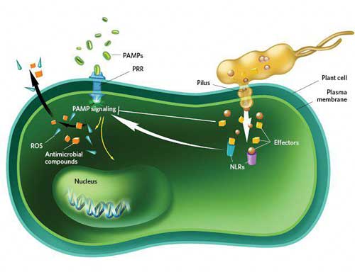 باکتری در سلول گیاهی