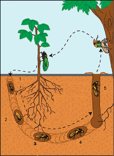 چرخه زندگی زنجره در خاک و بیرون خاک