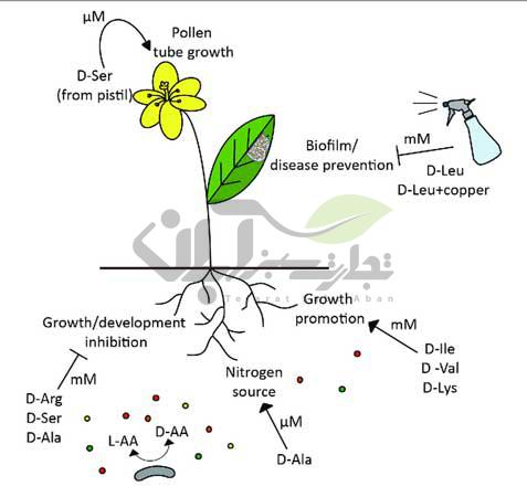 نقش اسید آمینه در گیاه