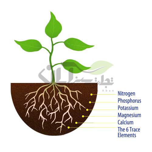 عناصر ضروری در گیاهان