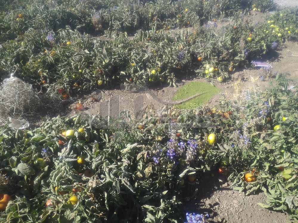 گل جالیز در مزرعه جالیز