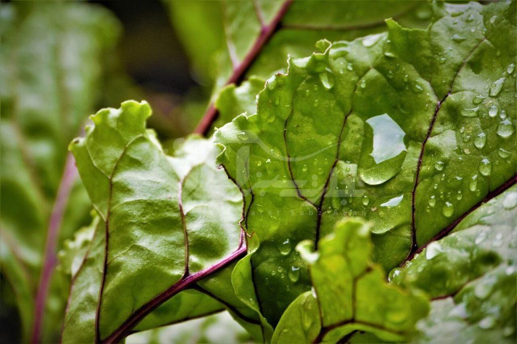 برگ چغندر لبویی
