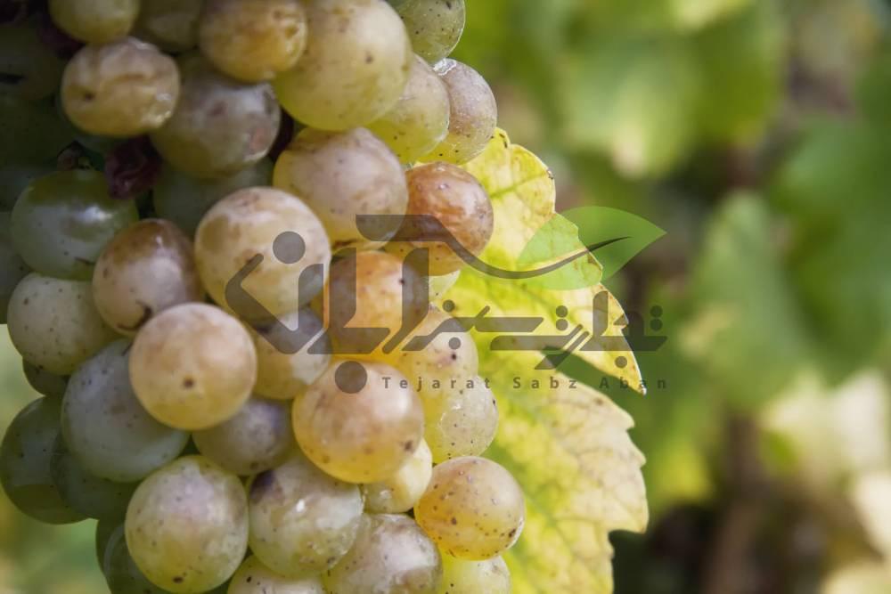 Reisling Grapes