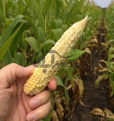 کمبود بور در ذرت