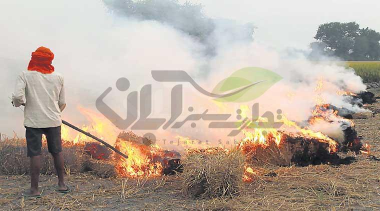 سوزاندن بقایای گیاهی در مزرعه