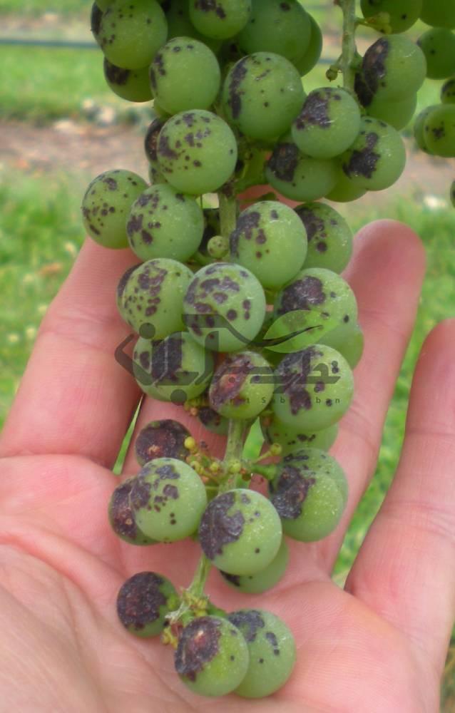 بیماری آنتراکنوز میوه انگور