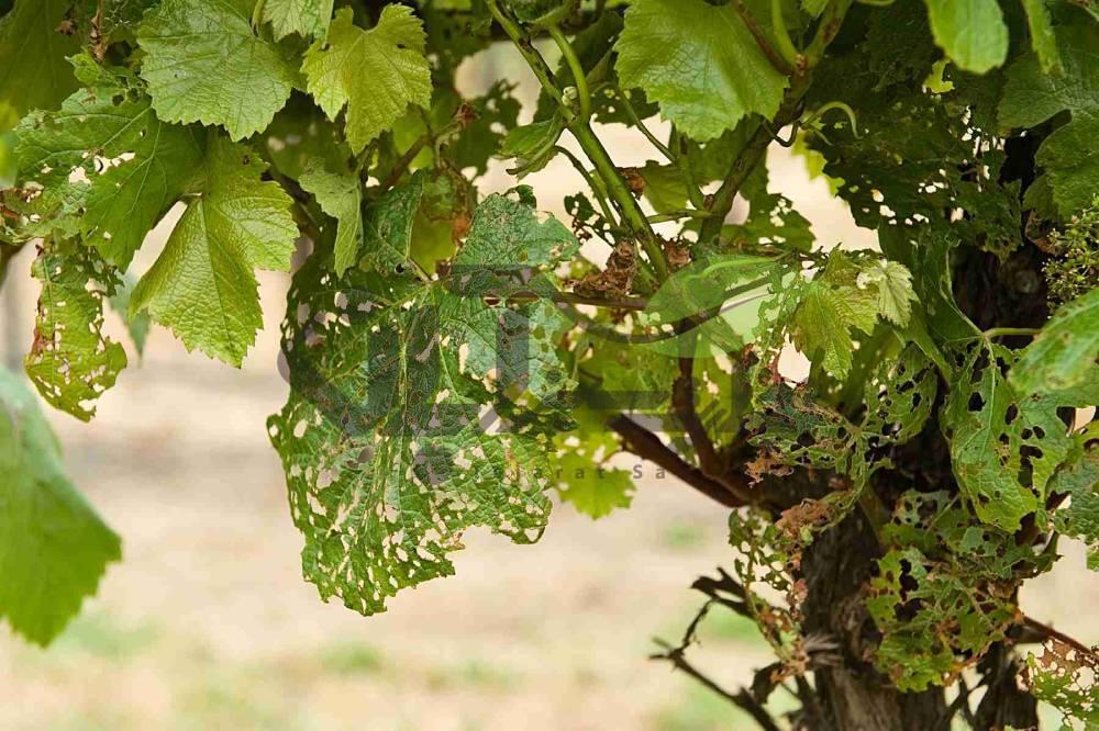 نتیجه تصویری برای تریپس انگور