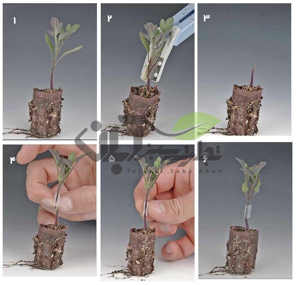 مراحل پیوند زدن نشاء