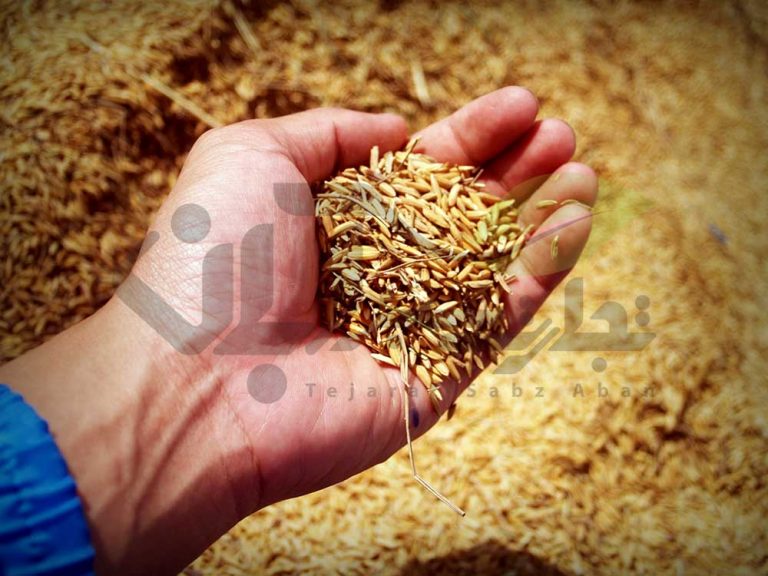 تولید بذر برنج