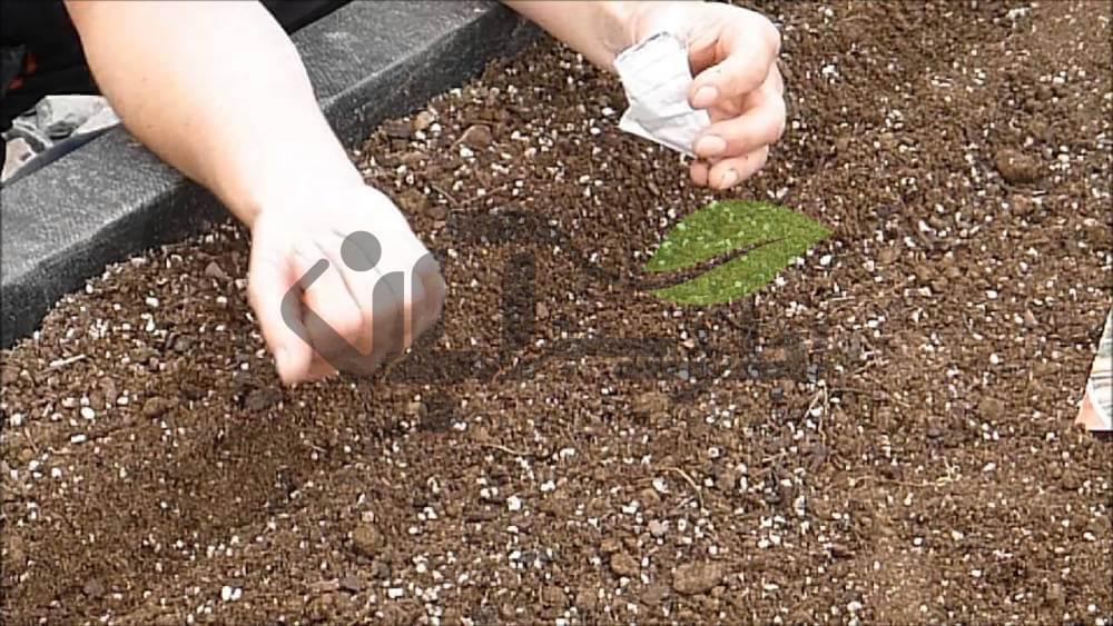 کشت بذر هویج