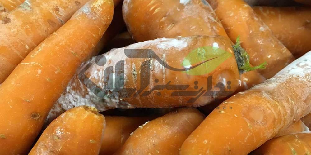 بیماری کوتونی ریشه