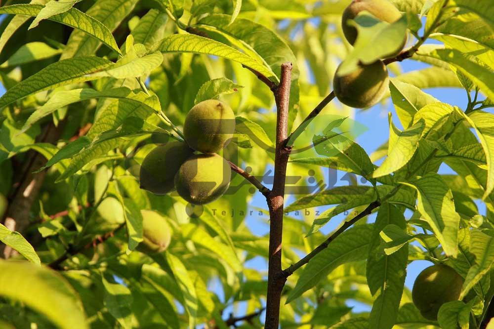 هلو رقم Prunus ferganensis