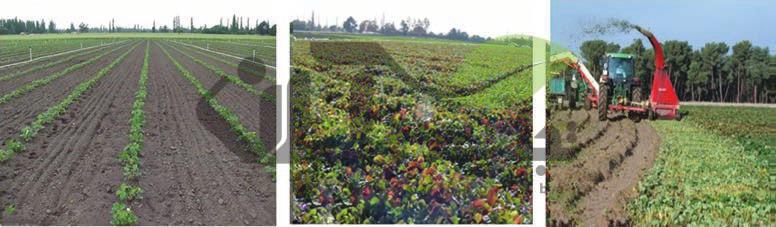 مزرعۀ تجاری تولید نشای توت فرنگی