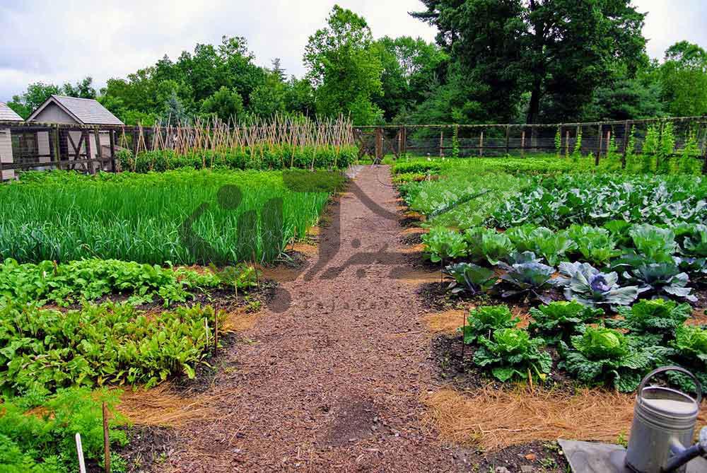 راه اندازی باغچه سبزیجات