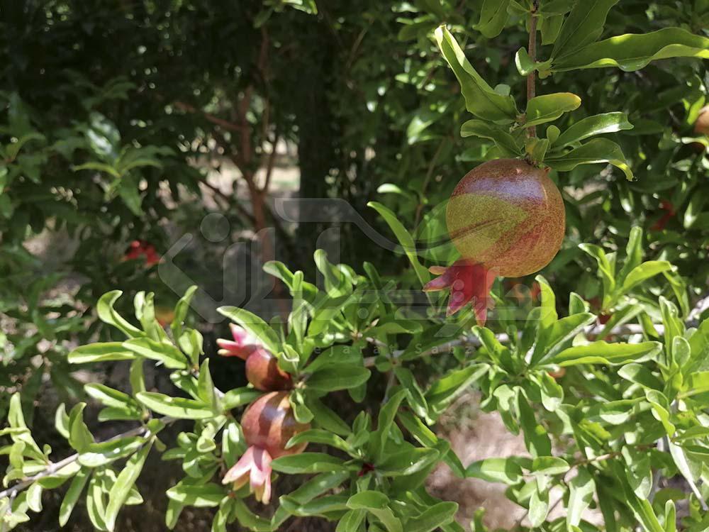 بازدید از باغ انار