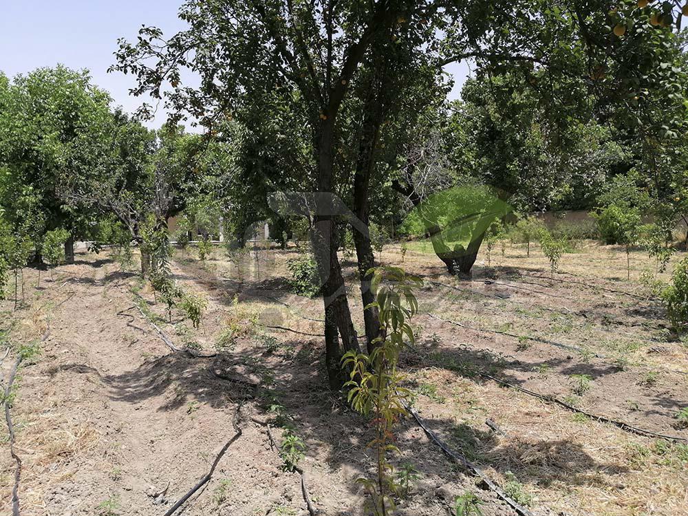 باغ میوه شلیل