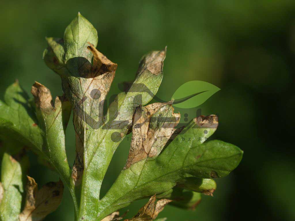 بلایت برگی آلترناریایی Alternaria leaf blight