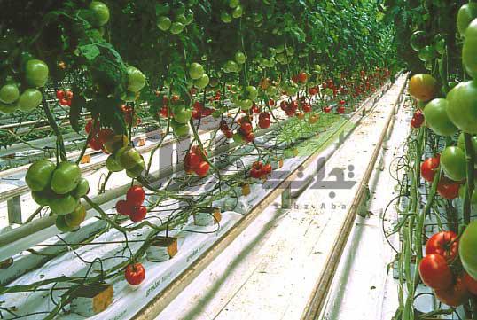آبیاری در سیستم هیدروپونیک گلخانه گوجه