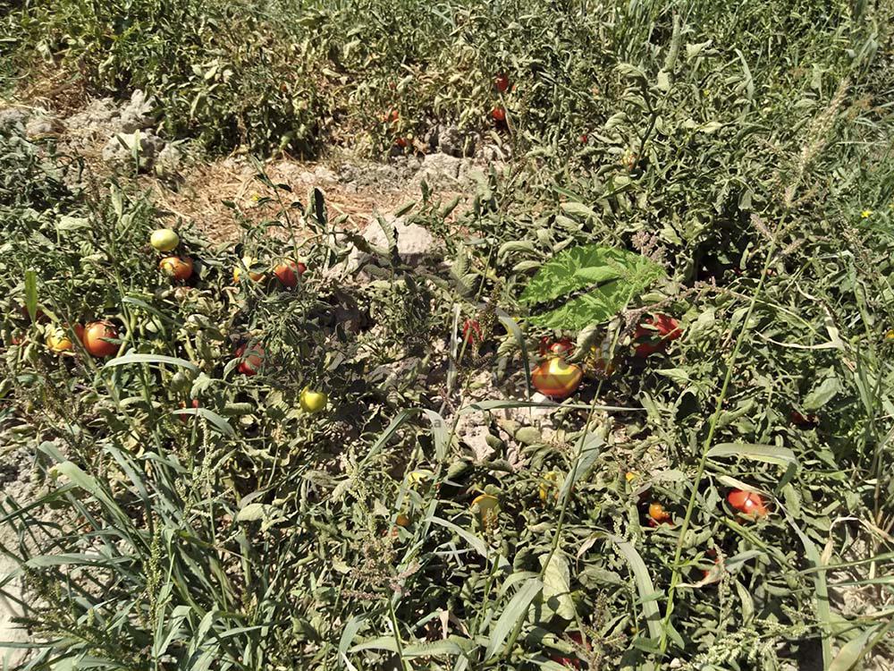 بازدید از مزرعه گوجه