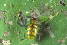 سوسک خیار در کشت بامیه