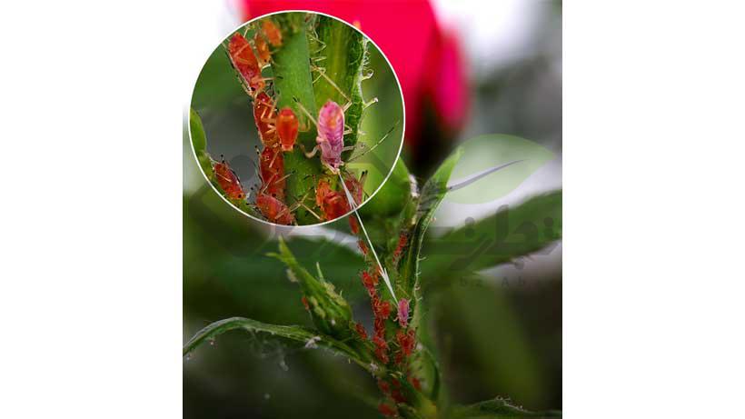 حشرات روی گل و گیاهان زینتی