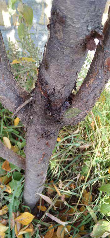 بیماری های قارچی در درخت
