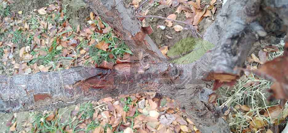 علائم خسارت آفات و بیماری روی تنه درخت