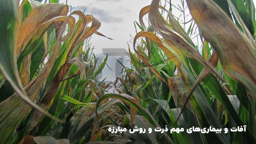 آفات و بیماری های مهم ذرت و روش مبارزه