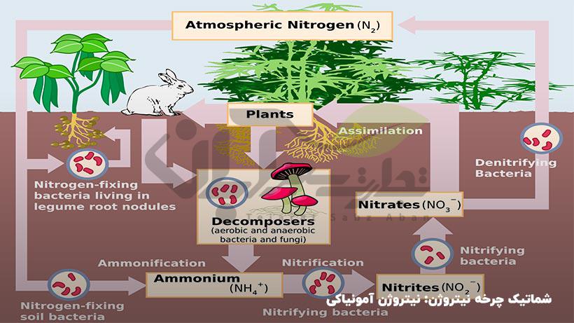 چرخه نیتروژن در خاک