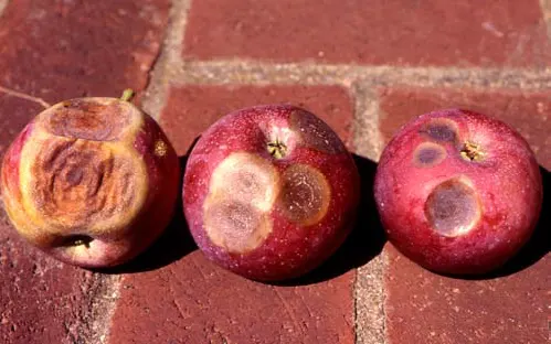 پوسیدگی‌ها و لکه‌های میوه سیب