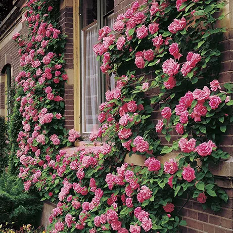کاشت گل رز کنار دیوار
