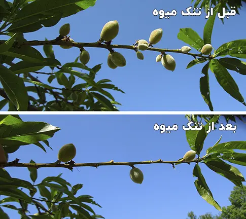 قبل و بعد از تنک کردن میوه درخت