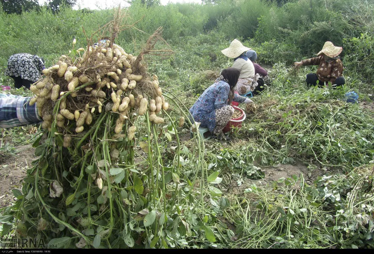 کشت بادام زمینی