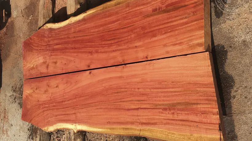 چوب اکالیپتوس