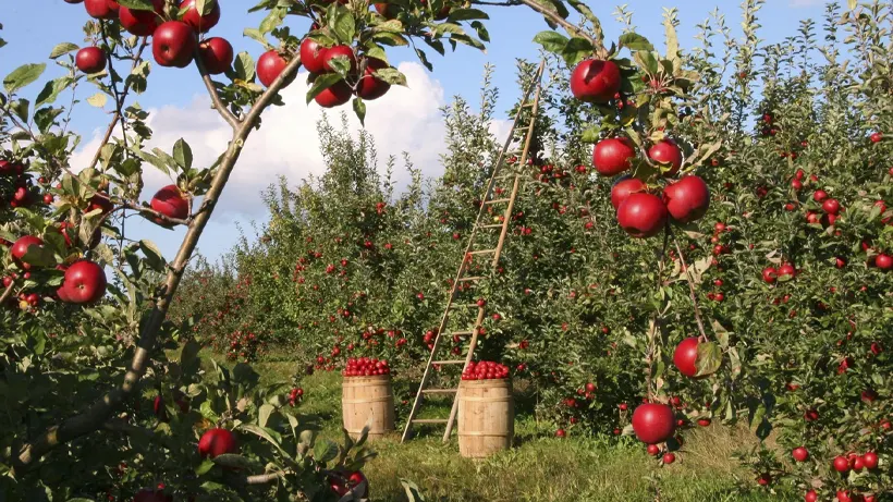 باغ سیب قرمز با میوه‌های رسیده و آماده برداشت