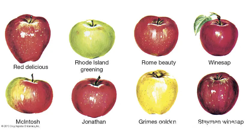 انواع مختلف ارقام سیب
