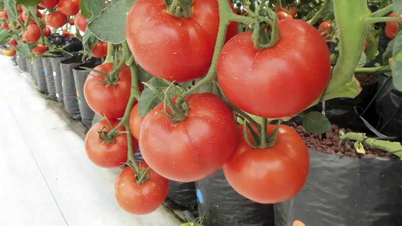 کشت هیدروپونیک گوجه در گلخانه