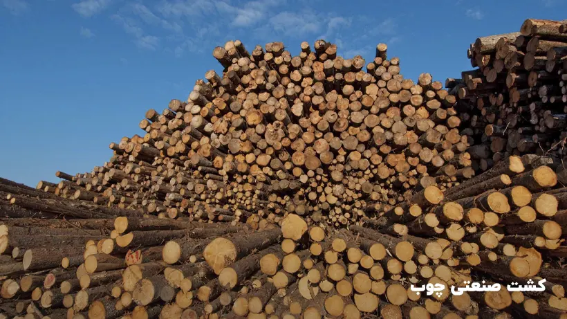 کشت صنعتی چوب