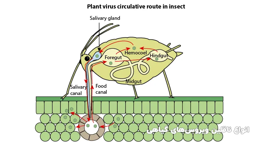 ناقلین ویروس‌های گیاهی