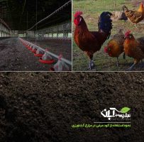 نحوه استفاده از کود مرغی در مزارع کشاورزی