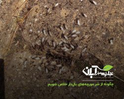چگونه از شر مورچه‌های بال‌دار خلاص شویم